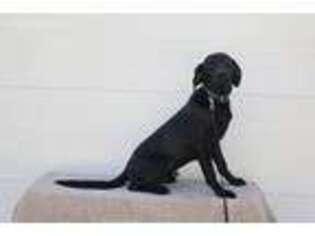 Labrador Retriever Puppy for sale in Maple City, MI, USA