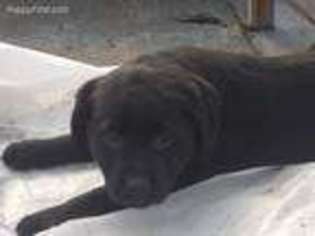 Labrador Retriever Puppy for sale in New Enterprise, PA, USA