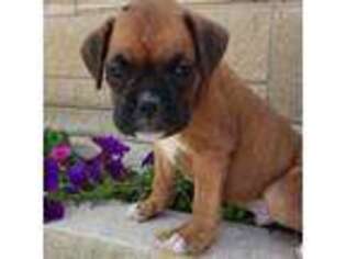 Boxer Puppy for sale in Washington, IN, USA