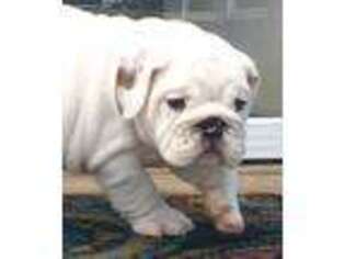 Bulldog Puppy for sale in Porter, TX, USA