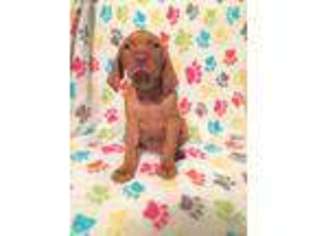 Vizsla Puppy for sale in Toccoa, GA, USA