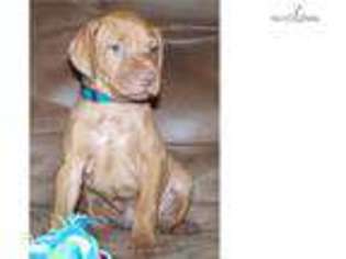 Vizsla Puppy for sale in Victoria, TX, USA