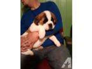 Saint Bernard Puppy for sale in SCOTTSBORO, AL, USA
