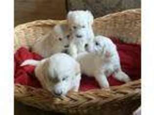 Golden Retriever Puppy for sale in Marion, SC, USA