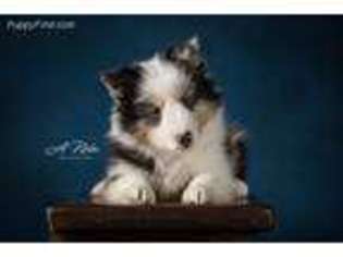 Shetland Sheepdog Puppy for sale in Festus, MO, USA