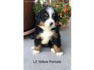 Bernese Mountain Dog Puppy for sale in Monument, CO, USA