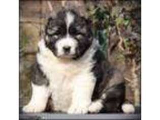 Mutt Puppy for sale in Bland, MO, USA