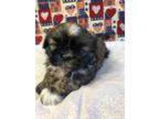 Mutt Puppy for sale in Stoutland, MO, USA