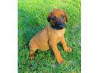Rhodesian Ridgeback Puppy for sale in Palestine, TX, USA