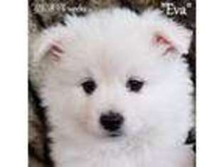 American Eskimo Dog Puppy for sale in Lawrence, KS, USA