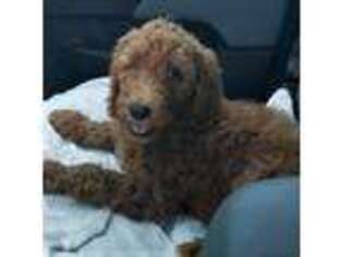 Mutt Puppy for sale in Rhine, GA, USA
