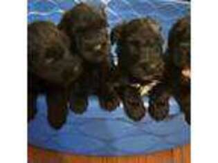 Black Russian Terrier Puppy for sale in Columbia, SC, USA