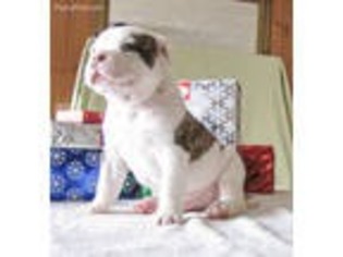 American Bulldog Puppy for sale in Blanchester, OH, USA