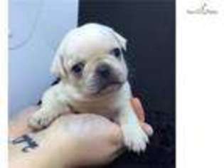 Pug Puppy for sale in Roanoke, VA, USA