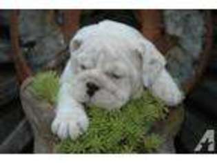 Bulldog Puppy for sale in BONIFAY, FL, USA