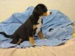 Mutt Puppy for sale in Greenville, OH, USA