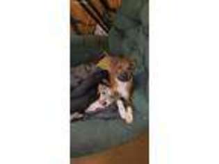Italian Greyhound Puppy for sale in Harrisburg, AR, USA