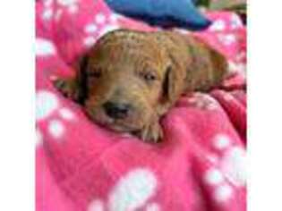 Labradoodle Puppy for sale in Fresno, CA, USA