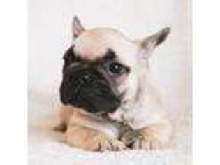 French Bulldog Puppy for sale in Rome, PA, USA
