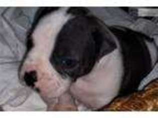 American Bulldog Puppy for sale in Chicago, IL, USA