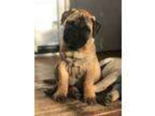 Bullmastiff Puppy for sale in Valley Springs, CA, USA