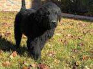 Black Russian Terrier Puppy for sale in Salt Lake City, UT, USA