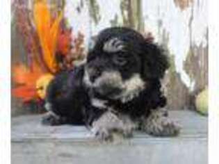 Havanese Puppy for sale in Memphis, MO, USA