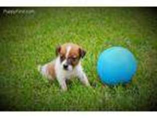 Jack Russell Terrier Puppy for sale in Conway, MO, USA