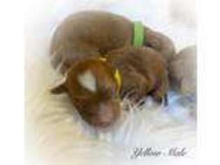Goldendoodle Puppy for sale in Sandusky, MI, USA