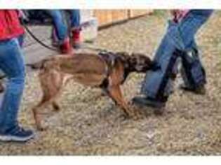 Belgian Malinois Puppy for sale in Rigby, ID, USA