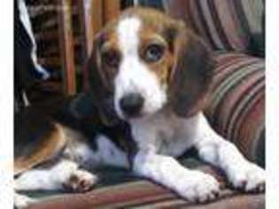Beagle Puppy for sale in Concord, NH, USA