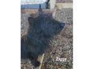 Scottish Terrier Puppy for sale in Leonard, TX, USA