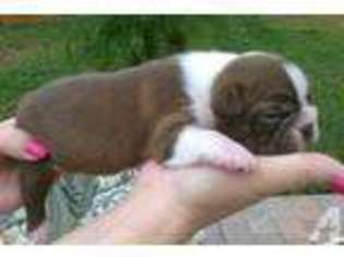 Boston Terrier Puppy for sale in SAINT PETERSBURG, FL, USA