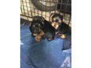 Yorkshire Terrier Puppy for sale in BOWIE, MD, USA