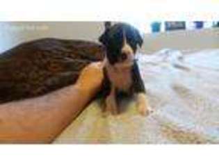 Boxer Puppy for sale in Milton Freewater, OR, USA