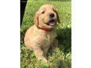 Golden Retriever Puppy for sale in Whitehall, PA, USA