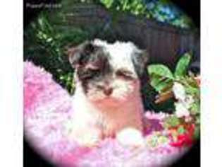 Havanese Puppy for sale in Tampa, FL, USA