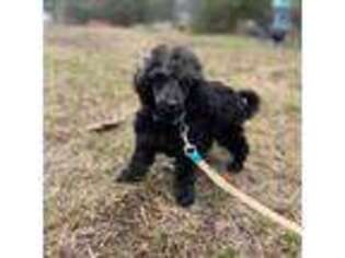Mutt Puppy for sale in Troy, NH, USA