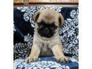 Pug Puppy for sale in Huntsville, OH, USA