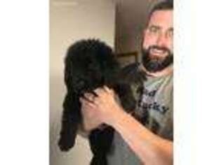 Newfoundland Puppy for sale in Elkton, KY, USA