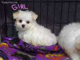 Maltese Puppy for sale in Linton, IN, USA
