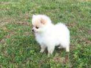 Pomeranian Puppy for sale in Biloxi, MS, USA