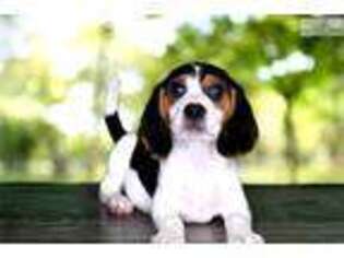 Beagle Puppy for sale in Saint George, UT, USA