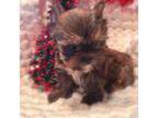 Yorkshire Terrier Puppy for sale in Chandler, AZ, USA