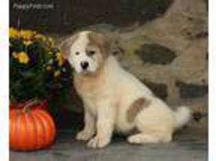 Akita Puppy for sale in Bernville, PA, USA