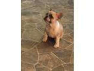 French Bulldog Puppy for sale in Porum, OK, USA