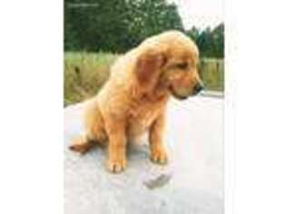 Golden Retriever Puppy for sale in Riverdale, MI, USA