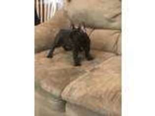 French Bulldog Puppy for sale in Killen, AL, USA