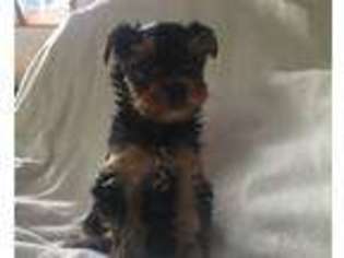 Yorkshire Terrier Puppy for sale in Snohomish, WA, USA