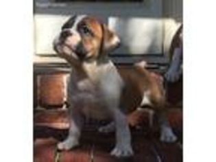 Olde English Bulldogge Puppy for sale in Chesapeake, VA, USA
